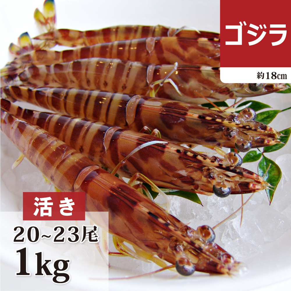 車海老ページ Sサイズ 冷凍車海老 中｜車海老の球屋