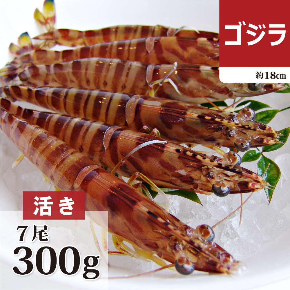活き車海老　ゴジラ300g