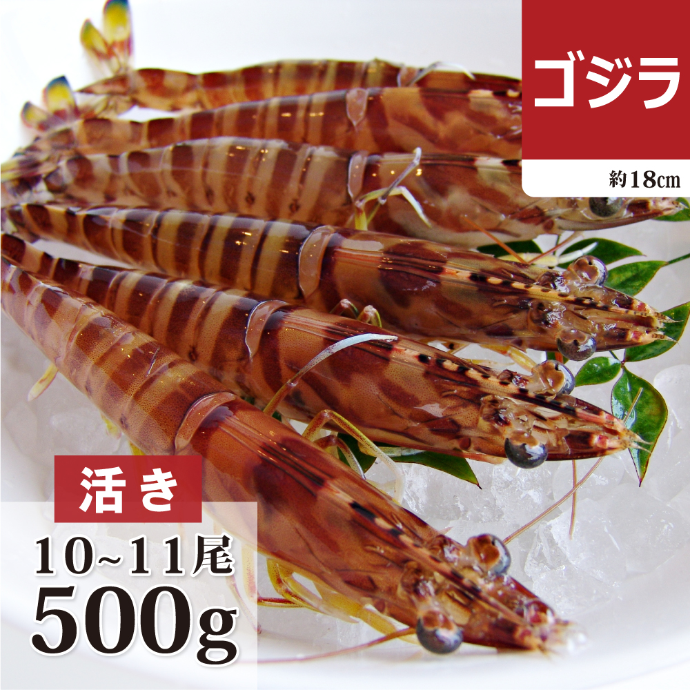 活き車海老　ゴジラ500g