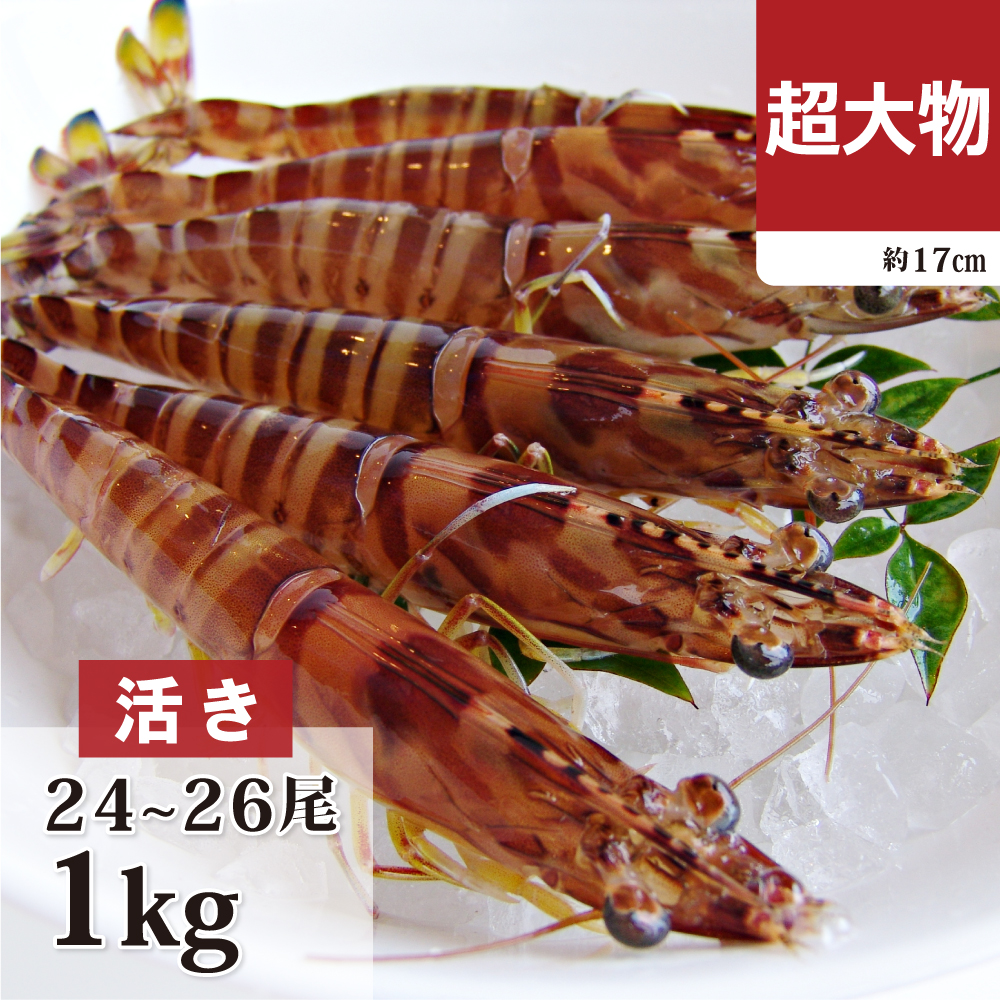 活き車海老　超大物1kg