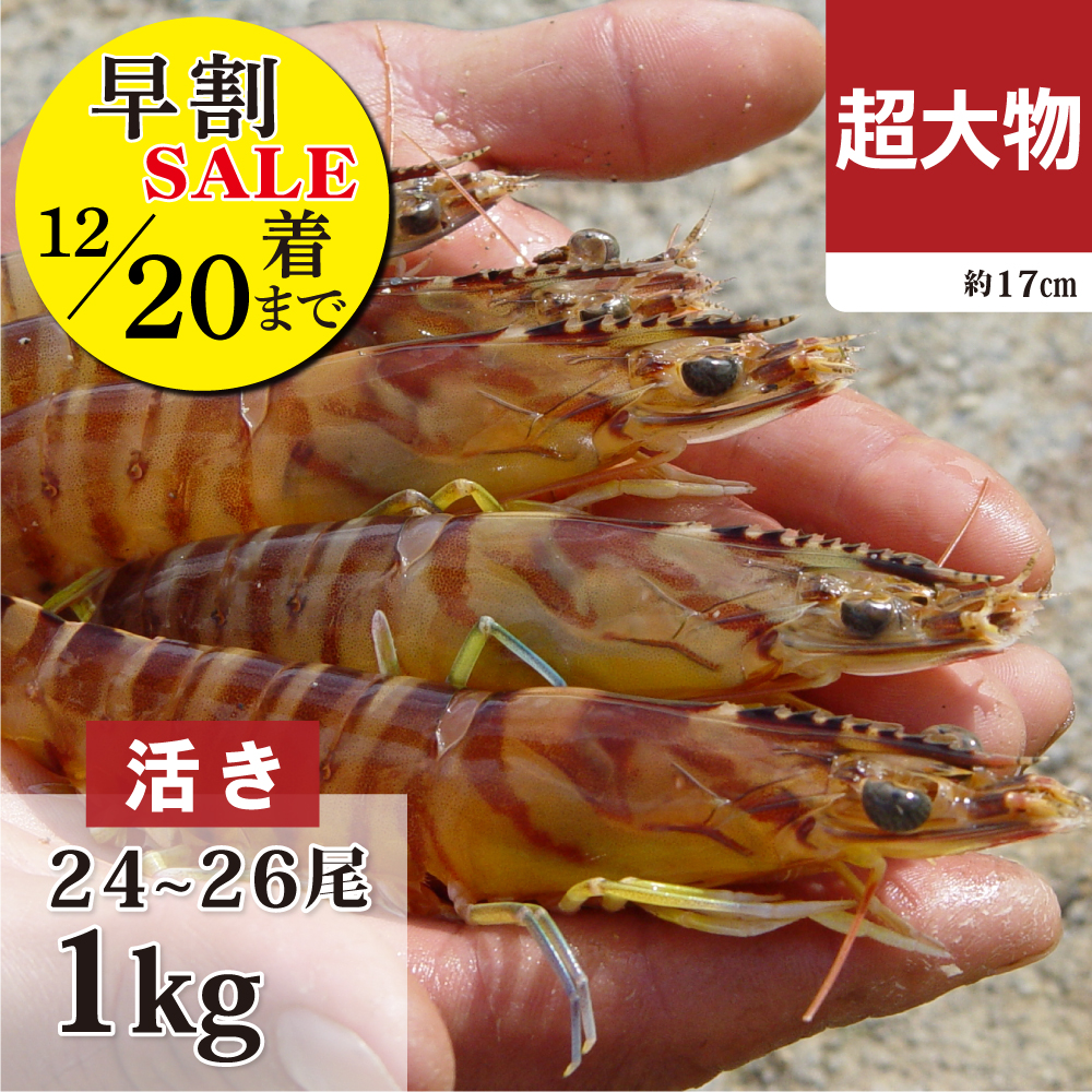 活き車海老　超大物1kg 早割