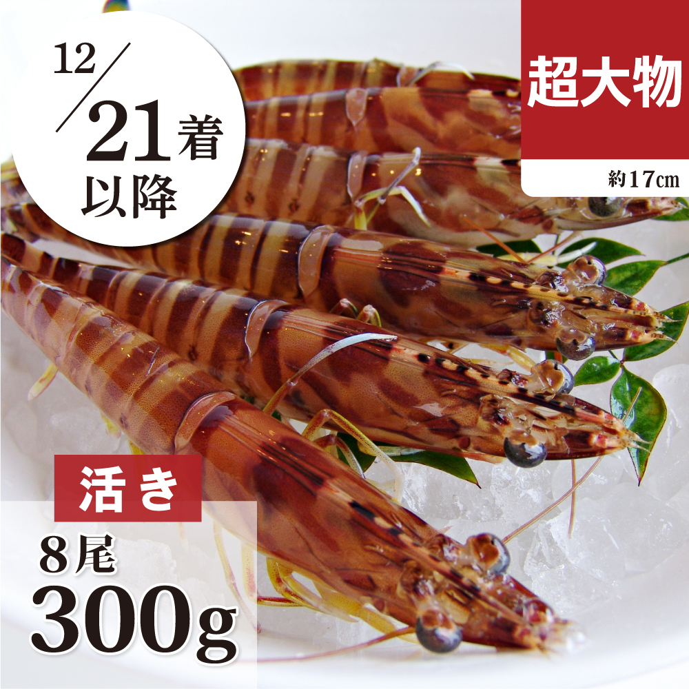 活き車海老　超大物300g