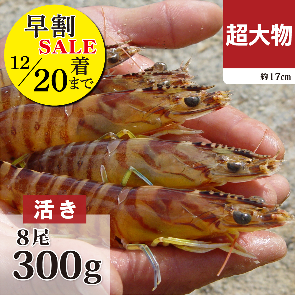 活き車海老　超大物300g 早割