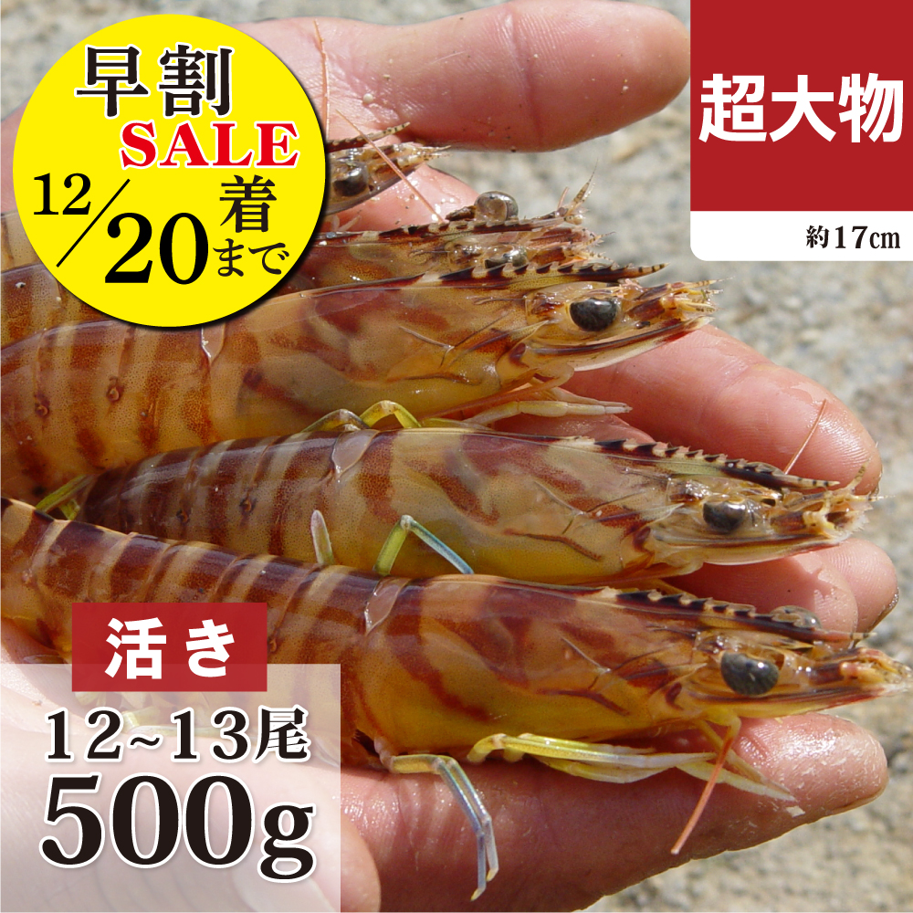 活き車海老　超大物500g 早割